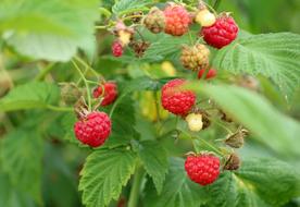 Raspberry plant with juicy berries