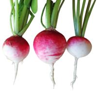 three fresh organic radishes