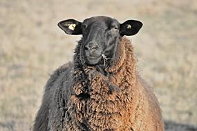 excellent Sheep Livestock