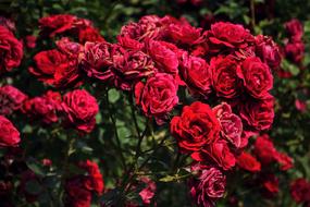 Flower Plants Rose