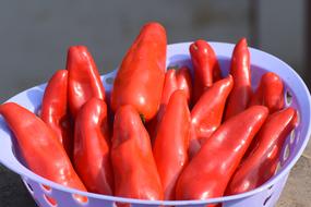 perfect Chilies Red