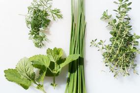 green herbs for cooking