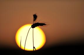 two Cereals Spikes at Sun