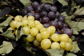 appetizing Grapes green dark