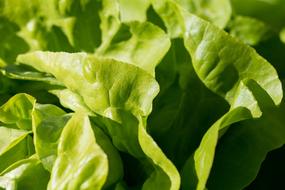 Salad Green Lettuce