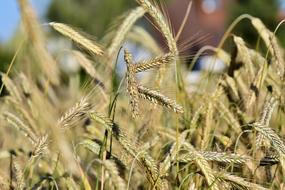 photo of natural wheat on the field