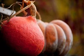 red and orange pumpkins on the field