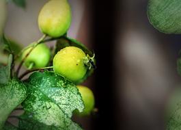 Wild green and yellow berries with colorful leaves