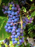 purple blue grape in vineyard