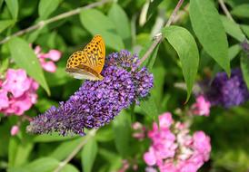 Colorful Butterfly on Blossom of purple summer lilac among other colorful flowers