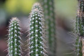 cactus in Colombia