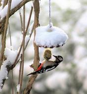 Woodpecker feeding on Fat Balls in snowy Garden