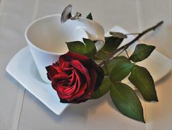 Red Rose beside of empty Coffee cup