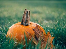 orange Pumpkin and Leaf Autumn