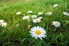 white daisies on a green meadow in a blur