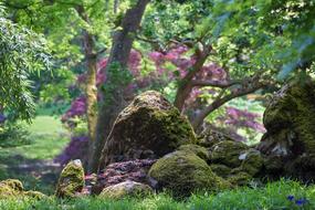 traditional Japanese garden at summer