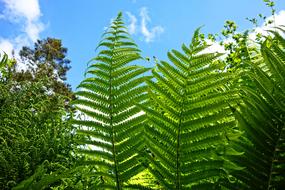perfect Fern Plant Vascular