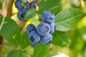 macro photo of organic blueberries