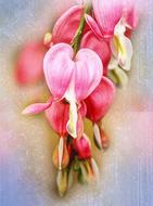 blossoms of bleeding hearts plant