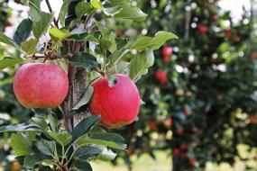 two red apples on the branch