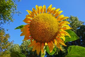 sunflower with petals on a summer sunny day