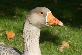 Goose Beak green grass