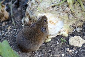 field mouse on celery