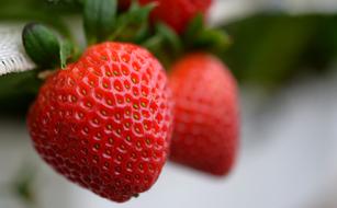 strawberry fruits in macro, ireland