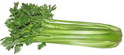 Celery Vegetable green on white