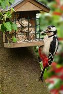 Great spotted woodpecker near the feeder close-up