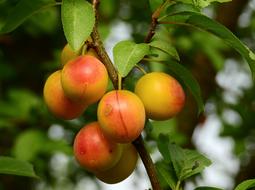 orange-yellow plums on a branch