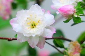 white pink petal close-up on blurred background