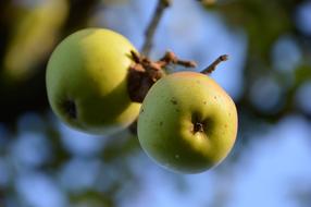 Apple Fruit Vitamins green