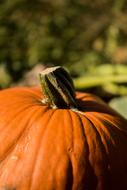 Pumpkin Nature