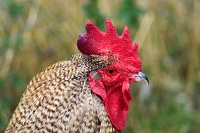 chicken head close up