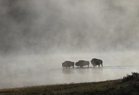 three bison in a misty body of water in Yellowstone National Park, Wyoming