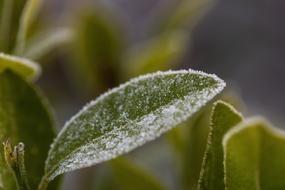 Sheet Green Freezing green