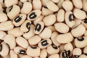 black eyed white beans harvest