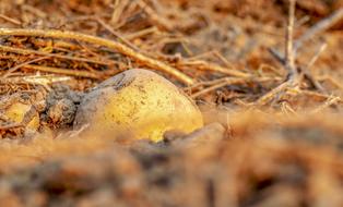 potatoes on dry ground