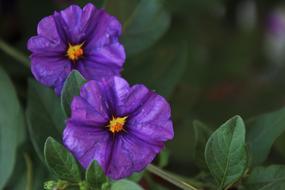 excellent Two Flowers