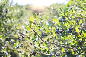 Green bush with blueberries in light