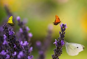 yellow, orange and white butterflies on blooming lavender