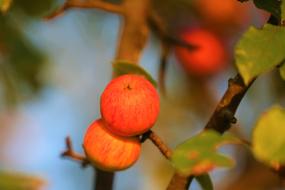 Colorful apple among the leaves on the trees
