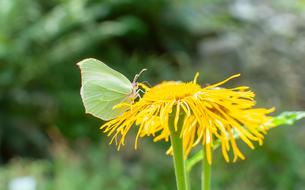 Butterfly green and yellow flower