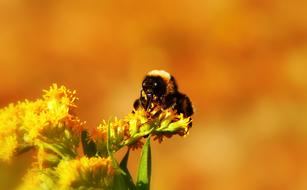 Bumblebee Gas and flowers