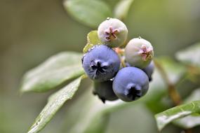 Plant Blueberries