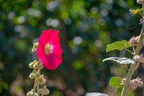 Flower Garden pink