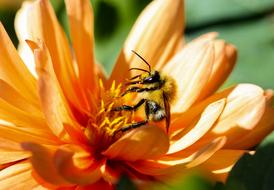 excellent Flower and Animal