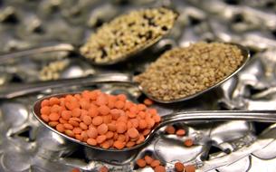 Lenses Red Lentils