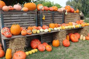 PumpkinsHarvest